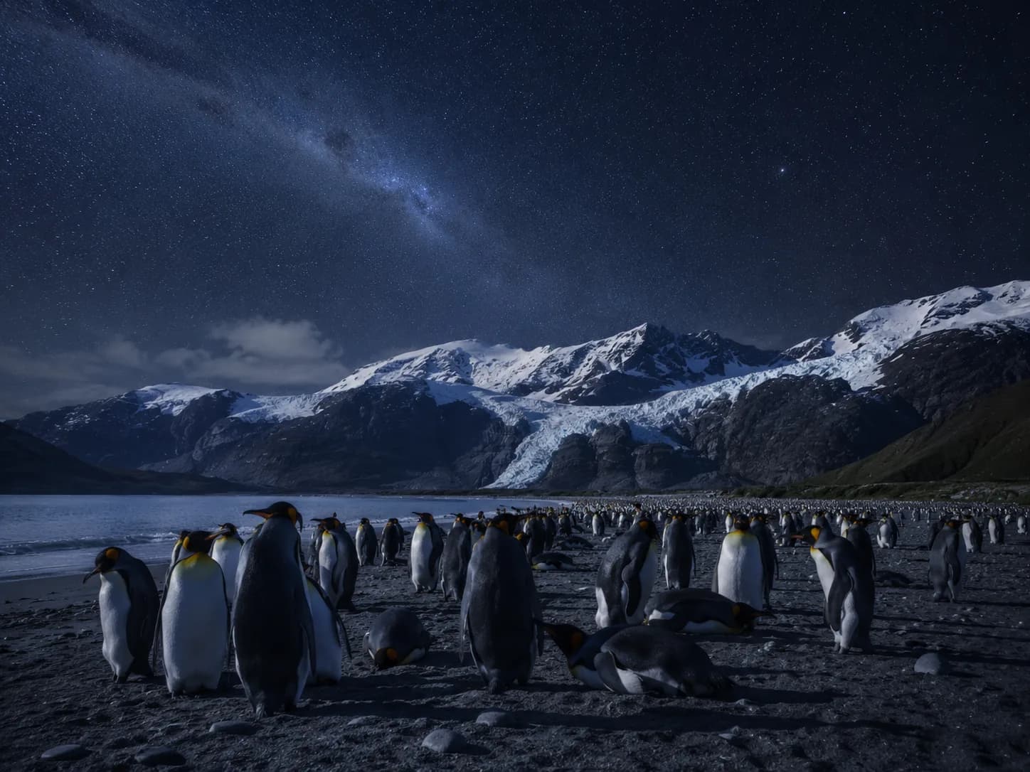 South Georgia Wildlife Odyssey